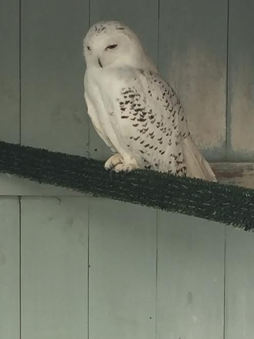 Snowy owl at Aillwee Birds of Prey Centre.