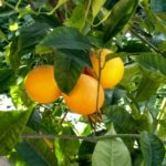 orange picking in Sicily