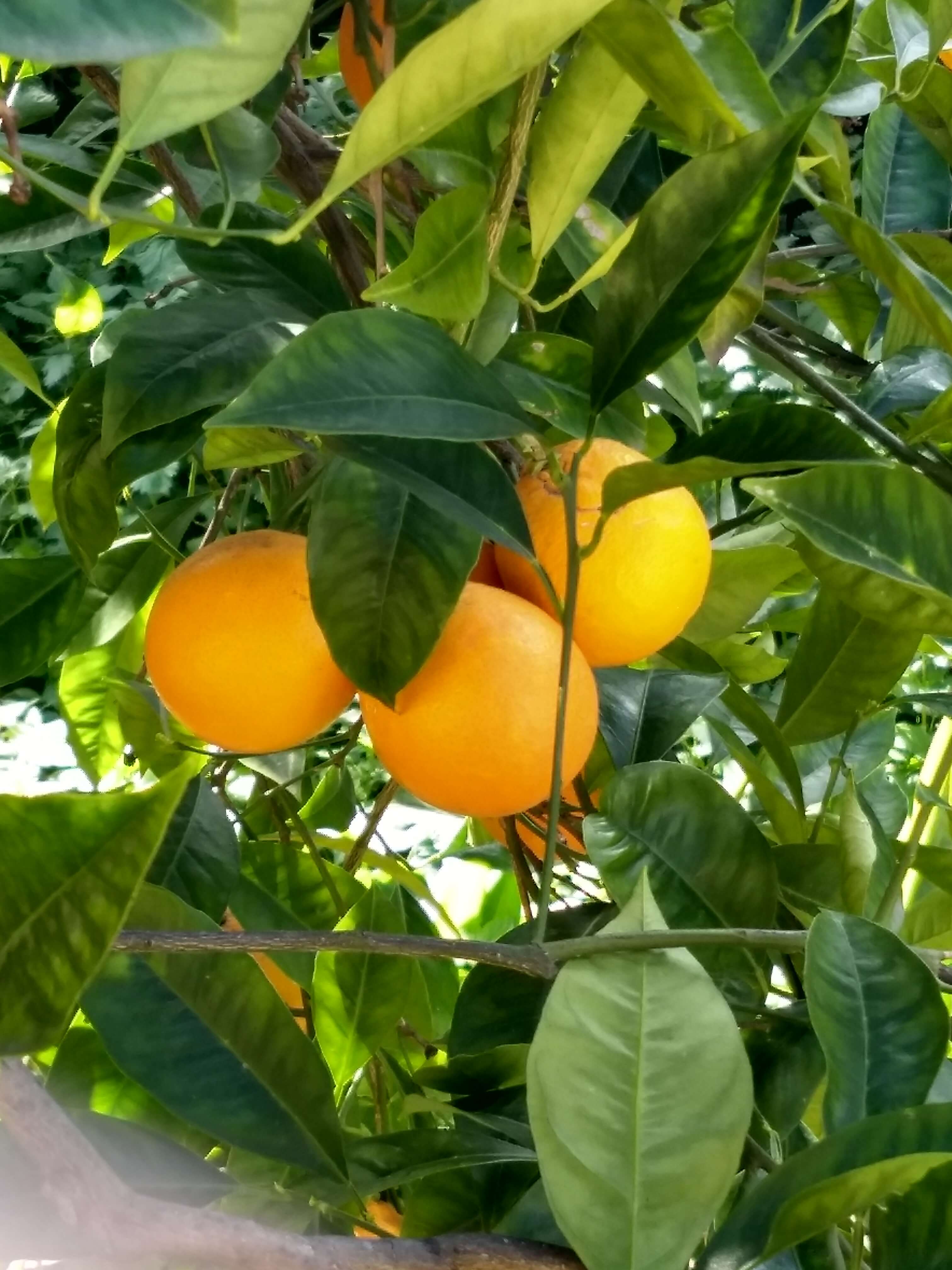 orange picking in Sicily