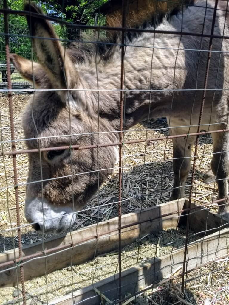 donkey at Parco Monte Serra