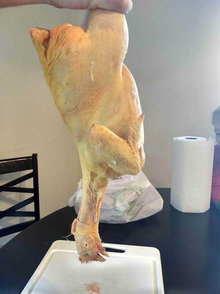 chicken with head