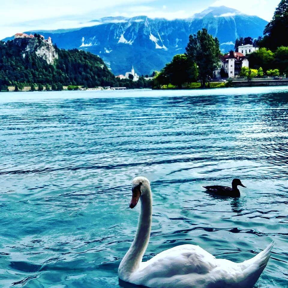 Swan at Lake Bled. 